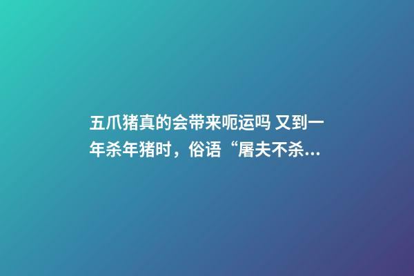 五爪猪真的会带来呃运吗 又到一年杀年猪时，俗语“屠夫不杀五爪猪”啥意思？你怎么看？-第1张-观点-玄机派